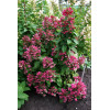 Hortensja bukietowa 'Magical Fire' | Hydrangea paniculata