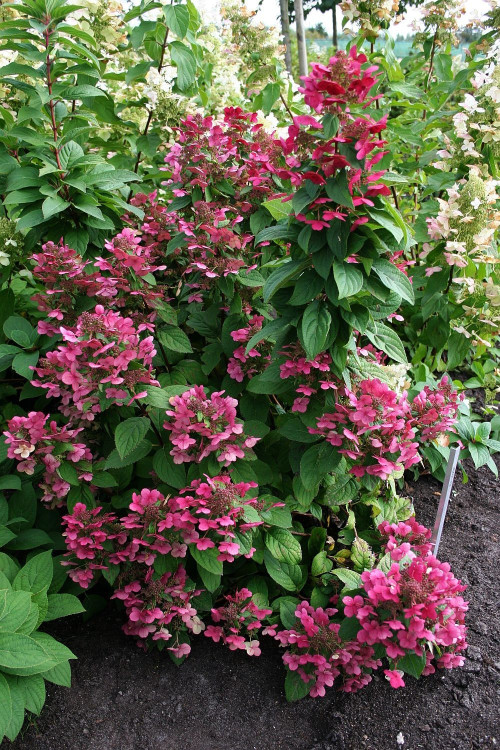 Hortensja bukietowa 'Magical Fire' | Hydrangea paniculata