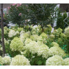 Hortensja bukietowa 'Limelight' | Hydrangea paniculata