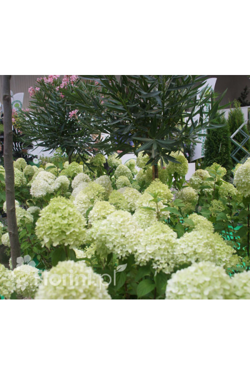 Hortensja bukietowa 'Limelight' | Hydrangea paniculata