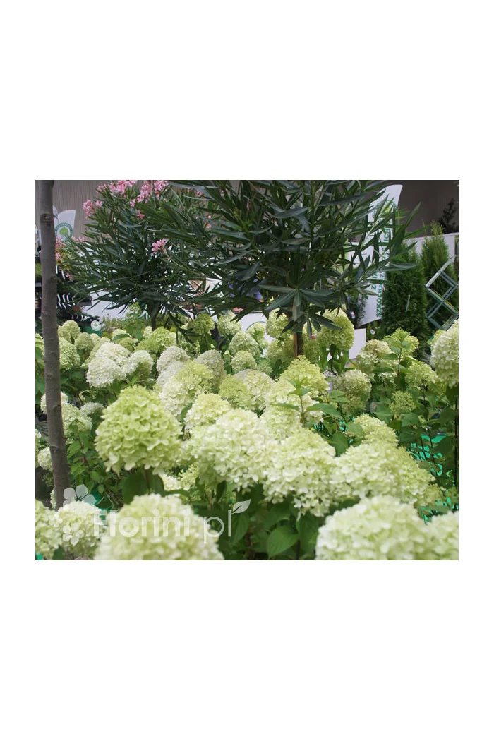 Hortensja bukietowa 'Limelight' | Hydrangea paniculata