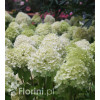 Hortensja bukietowa 'Limelight' | Hydrangea paniculata
