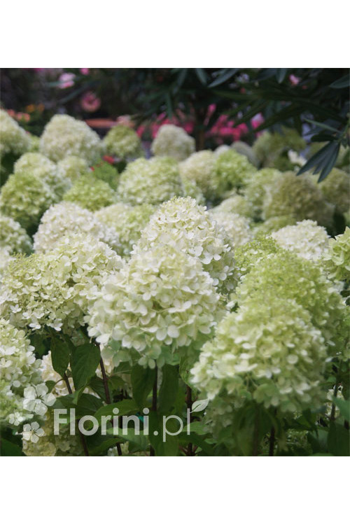 Hortensja bukietowa 'Limelight' | Hydrangea paniculata