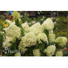 Hortensja bukietowa 'Limelight' | Hydrangea paniculata
