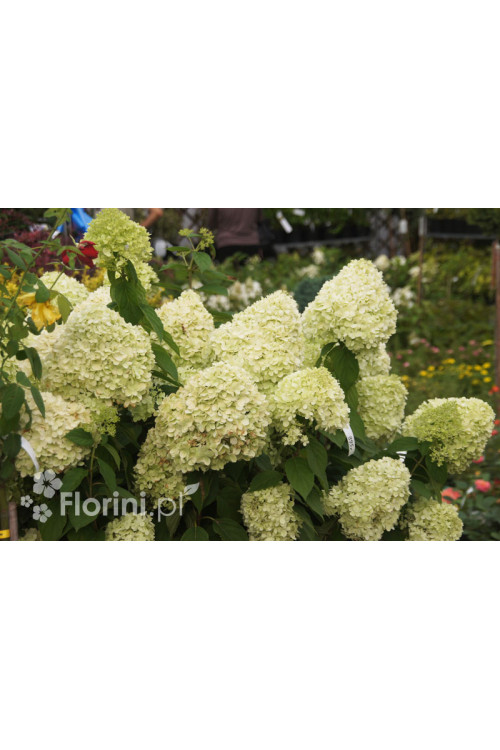 Hortensja bukietowa 'Limelight' | Hydrangea paniculata