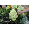 Hortensja bukietowa 'Limelight' | Hydrangea paniculata
