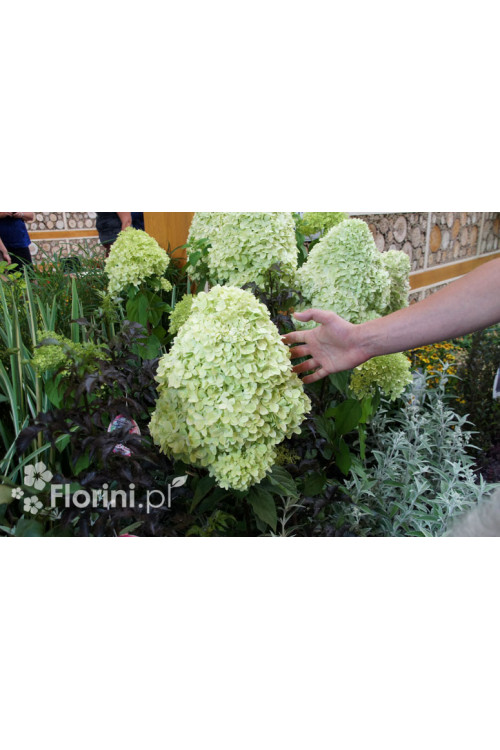 Hortensja bukietowa 'Limelight' | Hydrangea paniculata