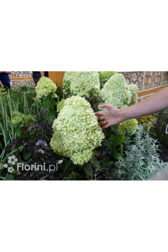 Hortensja bukietowa 'Limelight' | Hydrangea paniculata