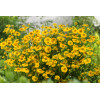 Dzielżan jesienny 'Helena Gold' Helenium autumnale