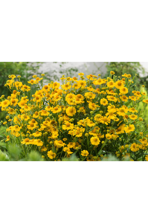 Dzielżan jesienny 'Helena Gold' Helenium autumnale