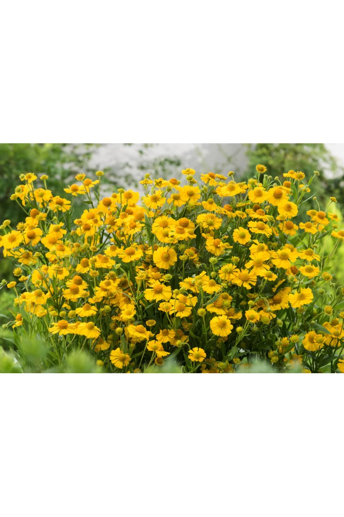 Dzielżan jesienny 'Helena Gold' Helenium autumnale