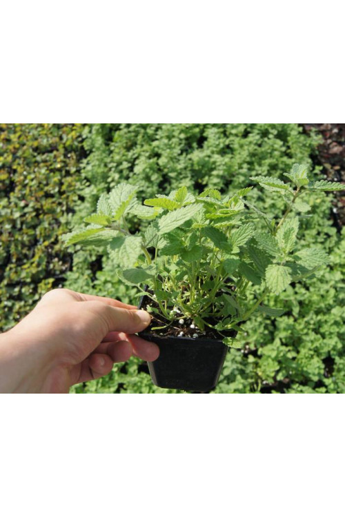 Kocimiętka Faassena 'Alba' | Nepeta faassenii