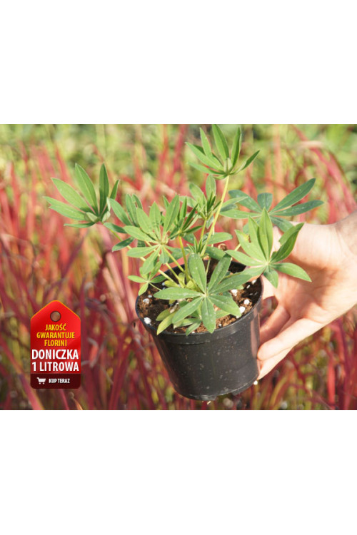 Łubin niski 'Gallery Rot' | Lupinus nanus russell