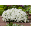 Floks szydlasty 'White Delight' | Phlox subulata