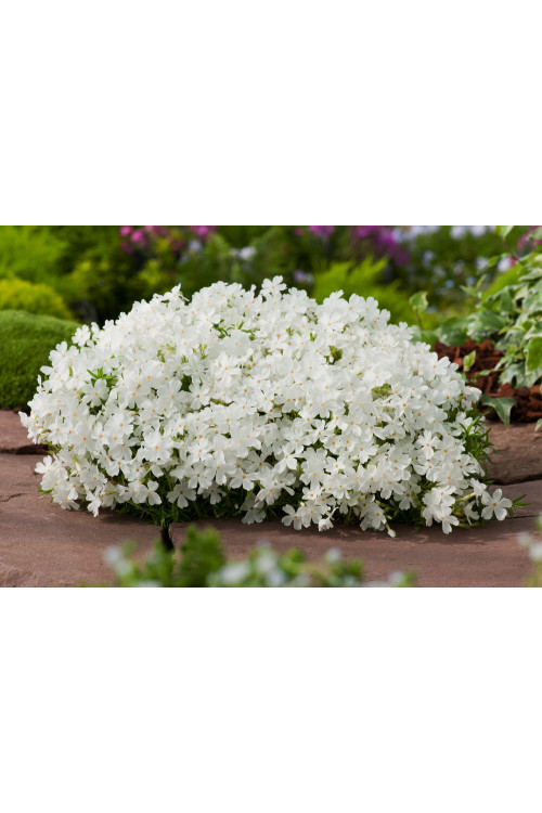 Floks szydlasty 'White Delight' | Phlox subulata