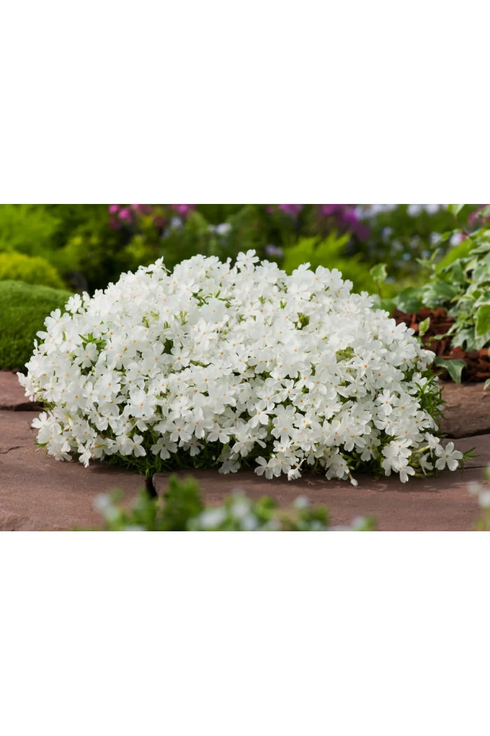 Floks szydlasty 'White Delight' | Phlox subulata