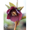 Ciemiernik orientalny 'Crown Dark Purple' Helleborus orientalis