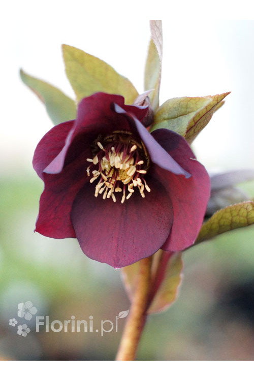 Ciemiernik orientalny 'Crown Dark Purple' Helleborus orientalis