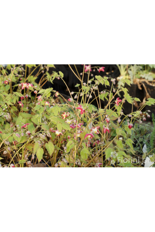 Epimedium czerwone | Epimedium rubrum