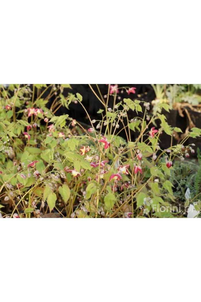 Epimedium czerwone | Epimedium rubrum