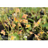 Epimedium 'Orange Konigin' | Epimedium warleyense
