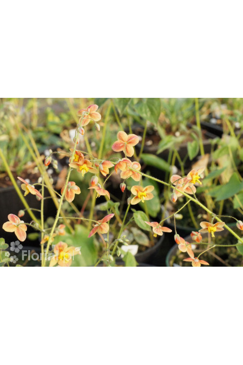 Epimedium 'Orange Konigin' | Epimedium warleyense