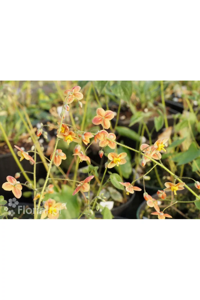 Epimedium 'Orange Konigin' | Epimedium warleyense