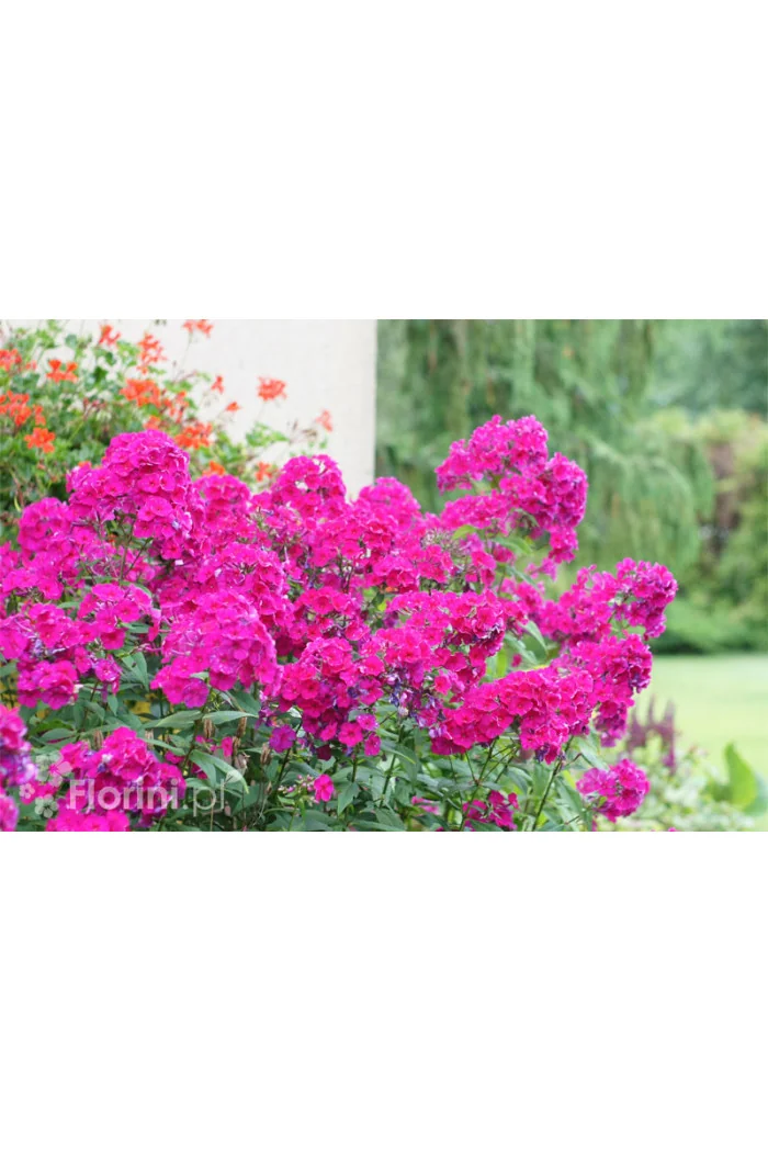 Floks wiechowaty 'Red Fire' Phlox panniculata