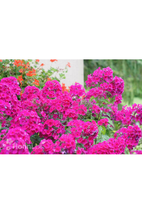 Floks wiechowaty 'Red Fire' Phlox panniculata