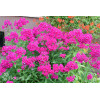 Floks wiechowaty 'Red Fire' Phlox panniculata