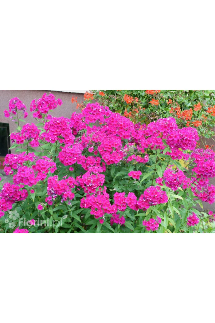 Floks wiechowaty 'Red Fire' Phlox panniculata