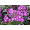 Floks wiechowaty 'Flame Pro Violet Charm' | Phlox panniculata