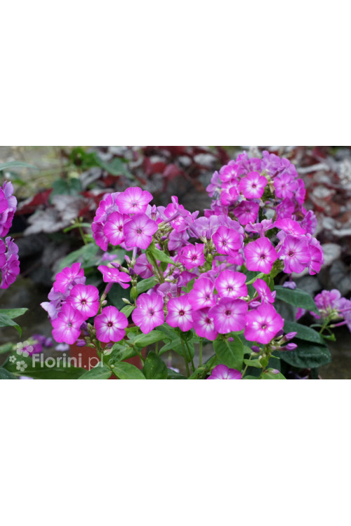 Floks wiechowaty 'Flame Pro Violet Charm' | Phlox panniculata