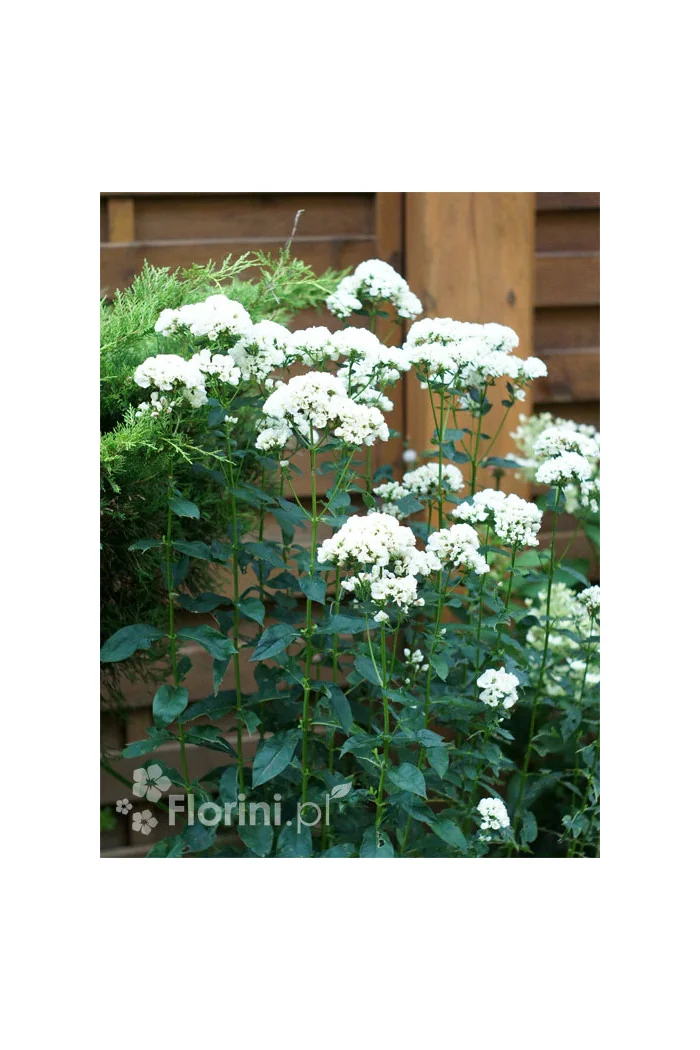 Floks wiechowaty 'Tiara' Phlox panniculata