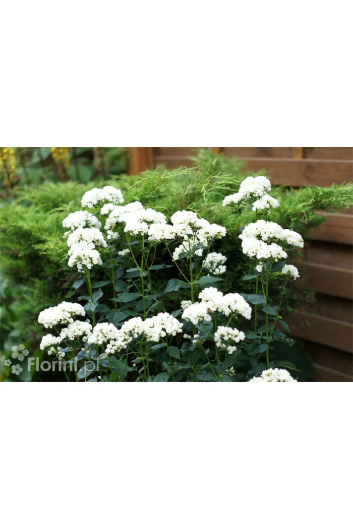 Floks wiechowaty 'Tiara' Phlox panniculata