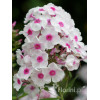 Floks wiechowaty 'White Eye Flame' | Phlox panniculata