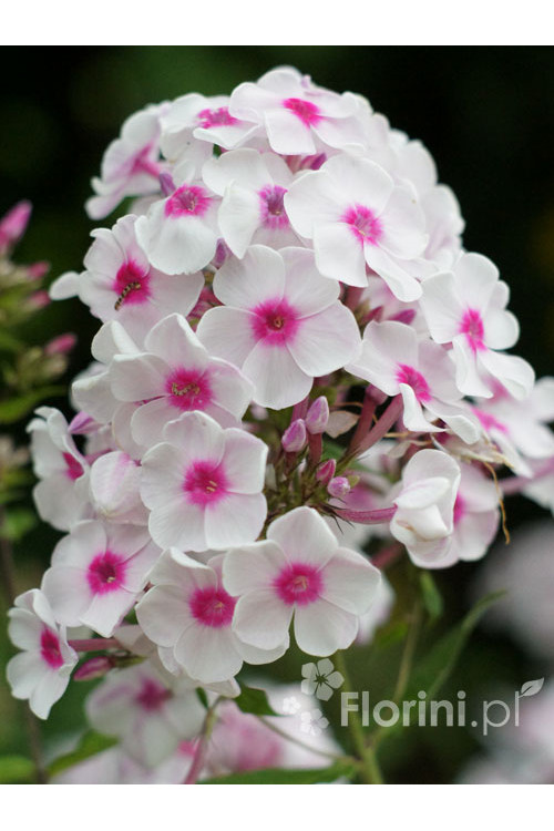 Floks wiechowaty 'White Eye Flame' | Phlox panniculata