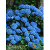 Hortensja ogrodowa 'Bella' | Hydrangea macrophylla