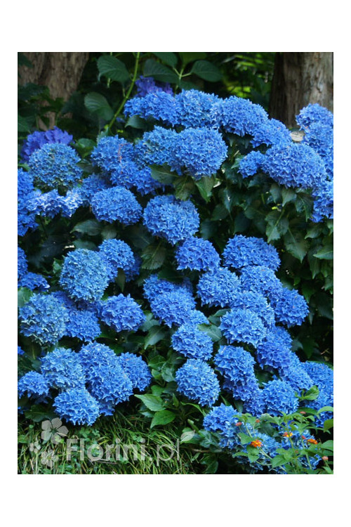 Hortensja ogrodowa 'Bella' | Hydrangea macrophylla