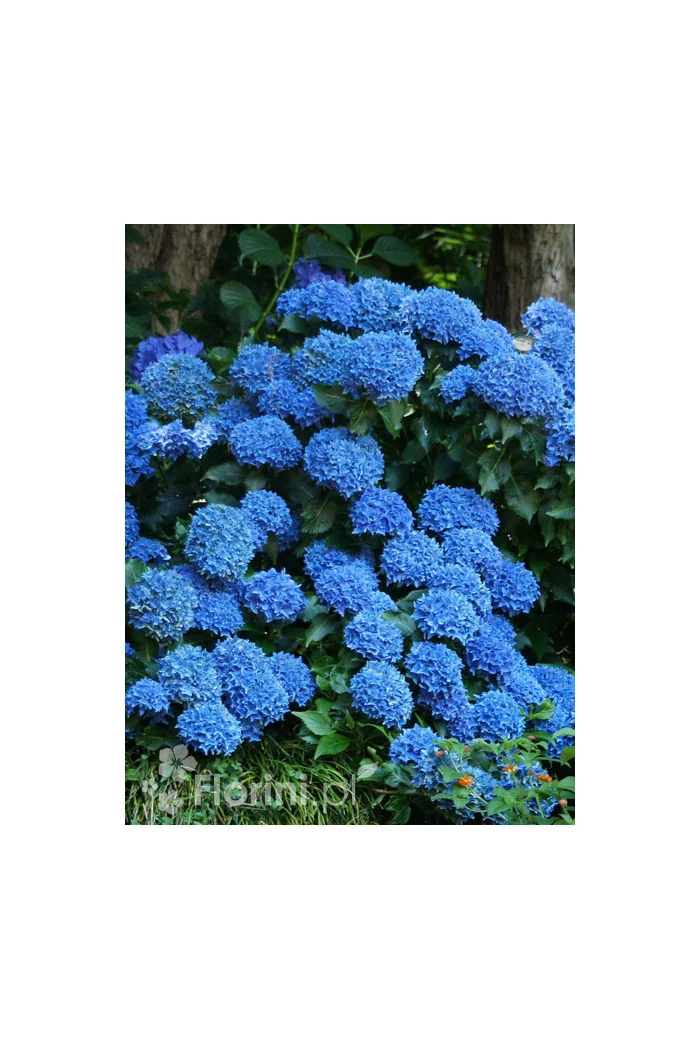 Hortensja ogrodowa 'Bella' | Hydrangea macrophylla