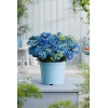 Hortensja ogrodowa 'Early Blue' | Hydrangea macrophylla