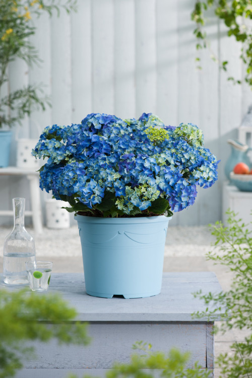 Hortensja ogrodowa 'Early Blue' | Hydrangea macrophylla