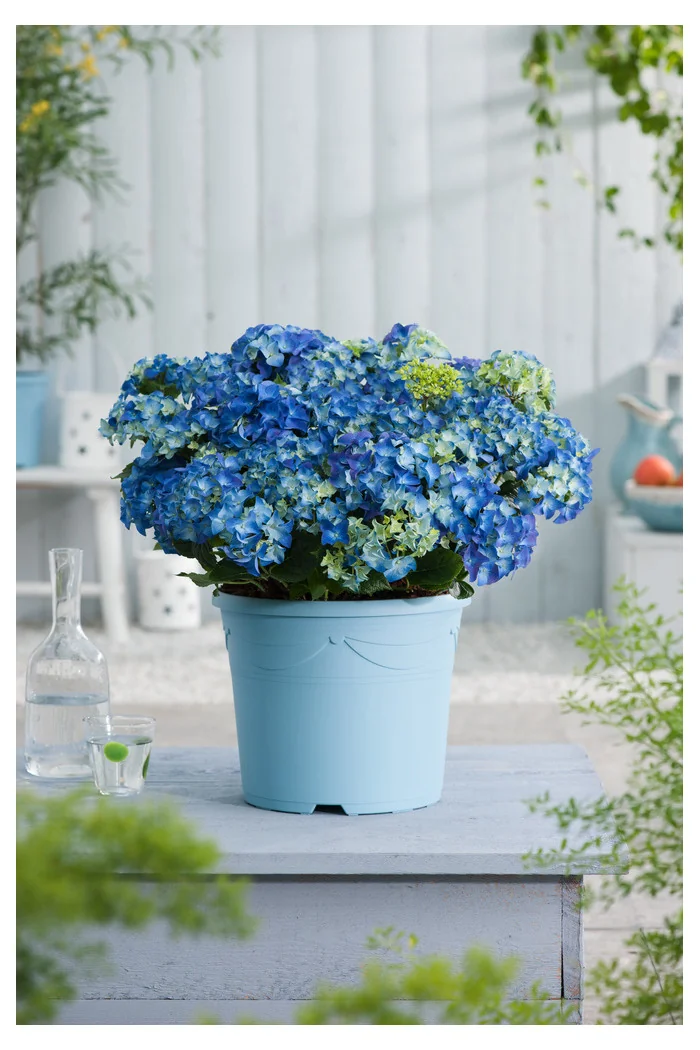 Hortensja ogrodowa 'Early Blue' | Hydrangea macrophylla