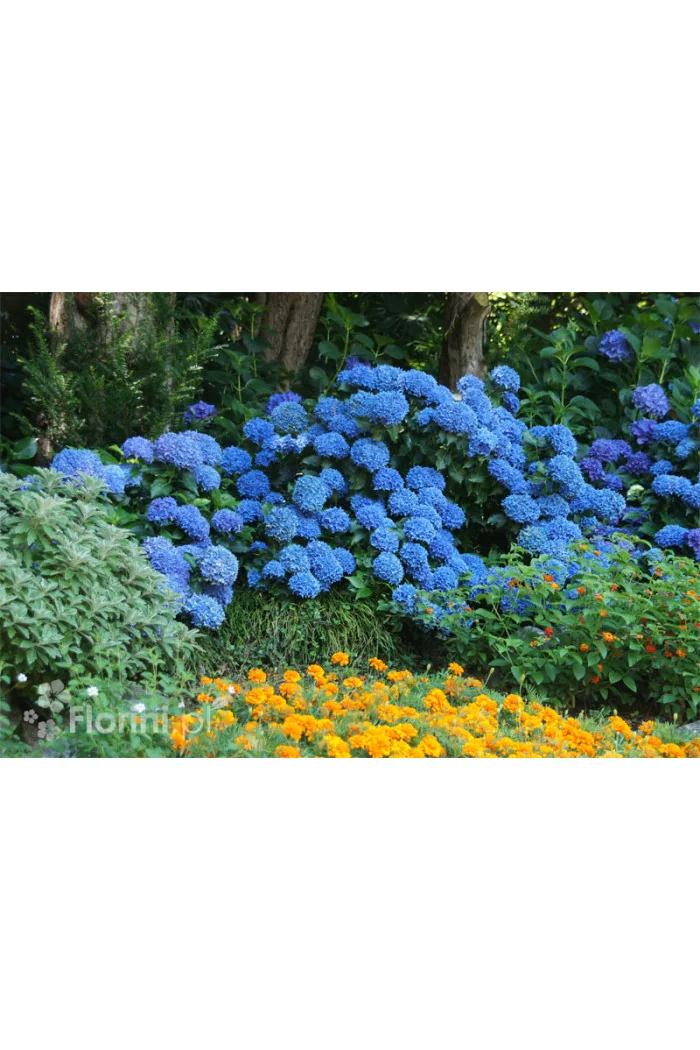 Hortensja ogrodowa 'Early Blue' | Hydrangea macrophylla