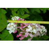Hortensja dębolistna | Hydrangea quercifolia