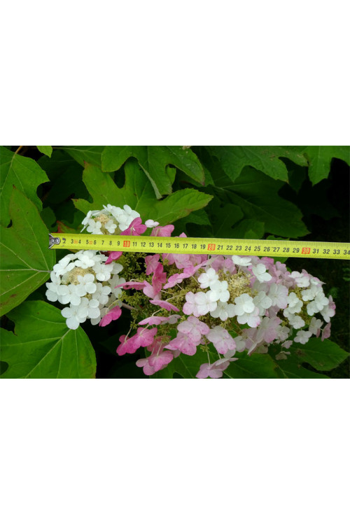 Hortensja dębolistna | Hydrangea quercifolia