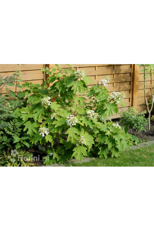 Hortensja dębolistna | Hydrangea quercifolia
