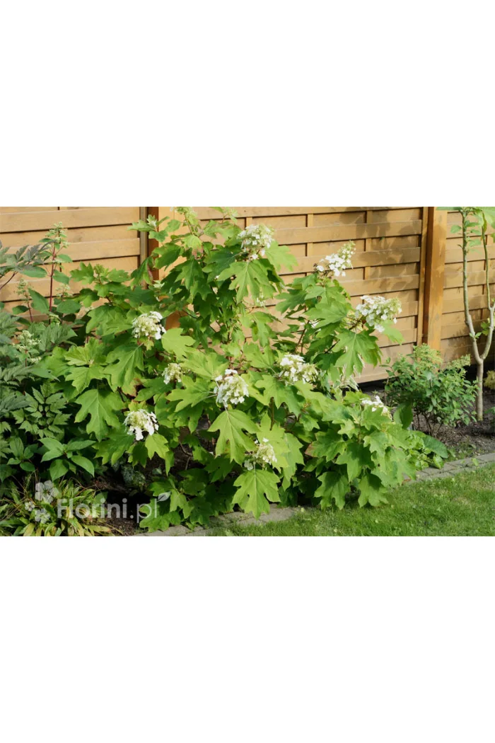 Hortensja dębolistna | Hydrangea quercifolia