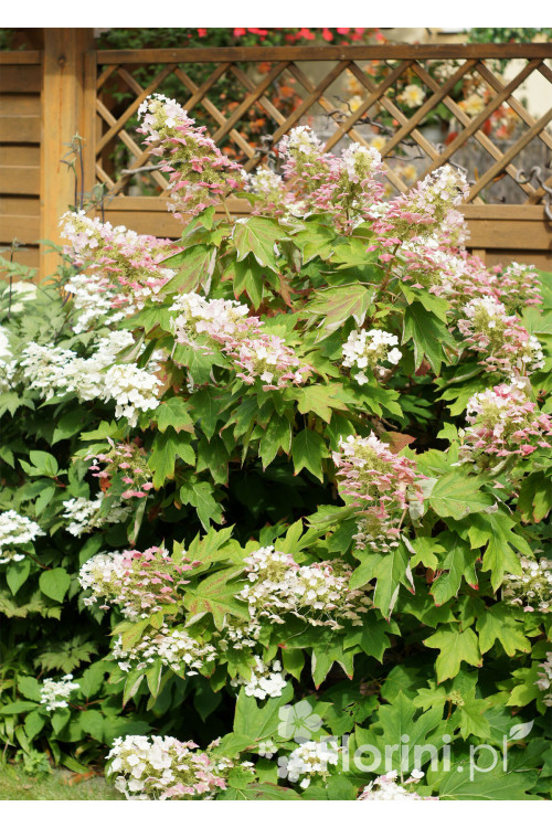Hortensja dębolistna | Hydrangea quercifolia