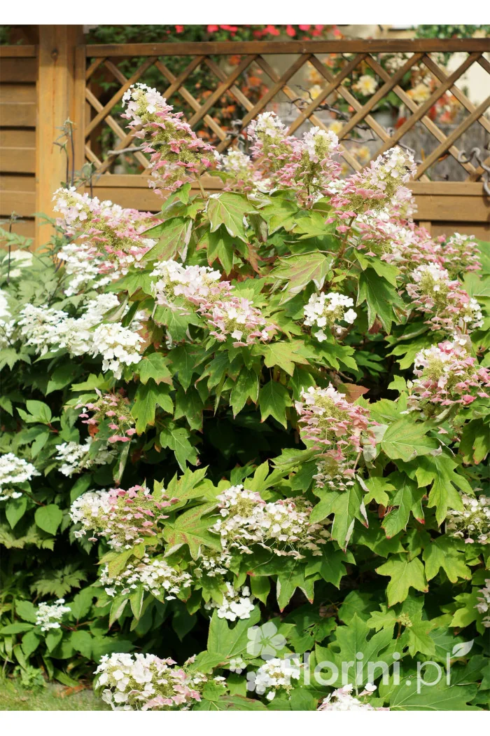 Hortensja dębolistna | Hydrangea quercifolia